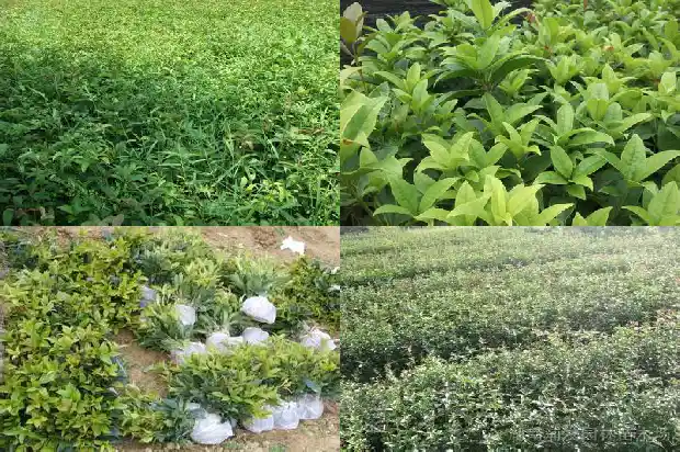 刚种上的桂花树掉叶怎么办1686616943427