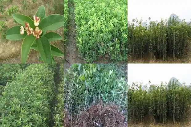 买的桂花树回来栽后掉叶子1686616963997