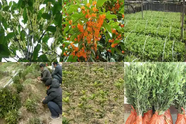 买的桂花树回来栽后掉叶子1686616964044