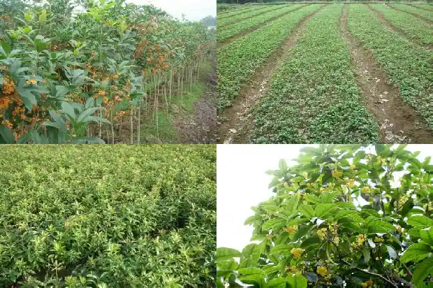 桂花树什么时候拆叶子最好活1688604250832