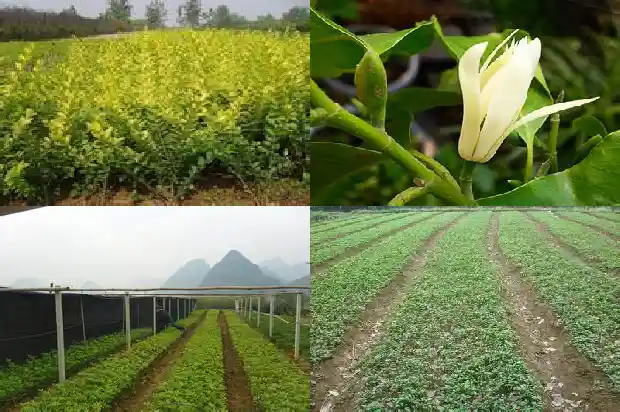桂花树干叶子怎么办1686616991561