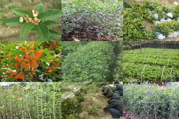 桂花树干叶子怎么办1686616991608