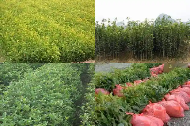 怎样卖桂花树苗1686617015366