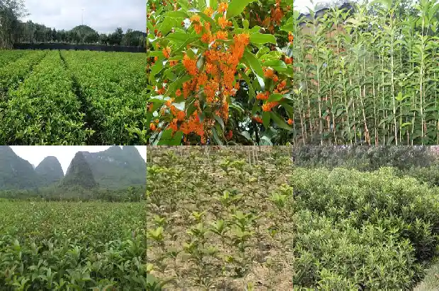 怎样卖桂花树苗1686617015414