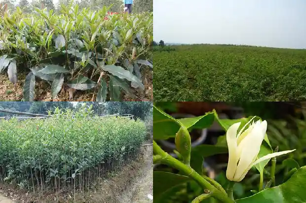 有没有收购大型桂花树的电话号1686617044149