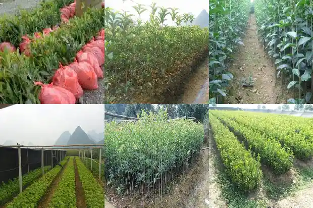 有没有收购大型桂花树的电话号1686617044196