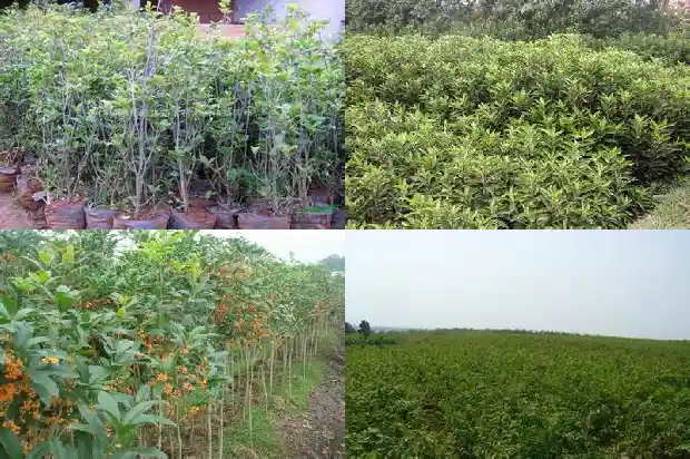 有没有收购大型桂花树的电话号1686617044244