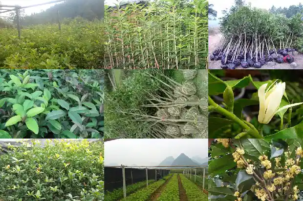 有没有收购大型桂花树的电话号1686617044292