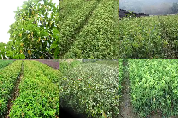 有没有收购大型桂花树的地方电话号码1686617062214