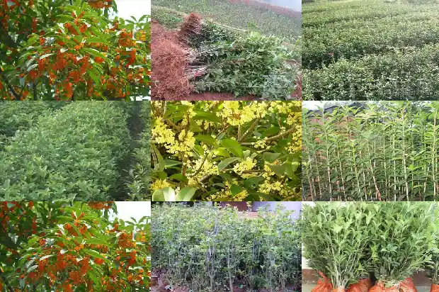 有没有收购大型桂花树的地方电话号码1686617062262