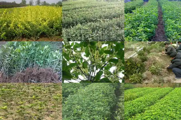 有没有收购大型桂花树苗的地方电话1686617081877