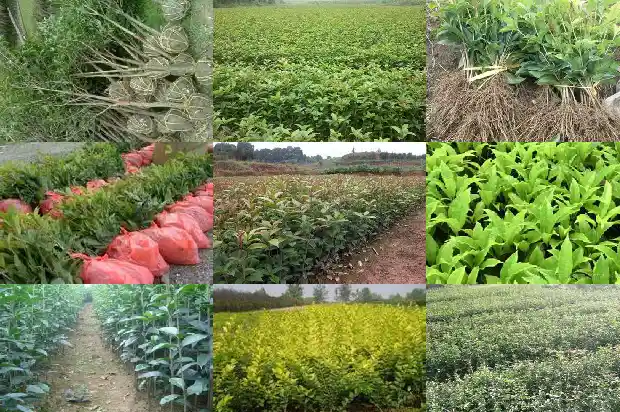 有没有收购大型桂花树苗的电话啊1686617103060
