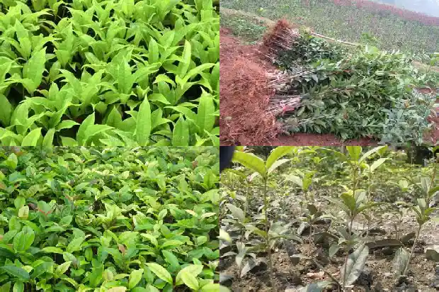 有没有收购大型桂花树苗的电话啊1686617103108