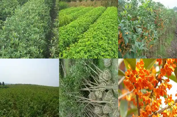 出售桂花树苗信息怎么写标题1686617180477