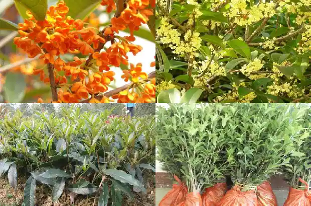 出售桂花树苗信息怎么写标题1686617180525