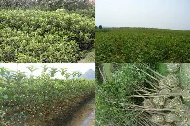 现在桂花树为什么不值钱了呢1690158483632