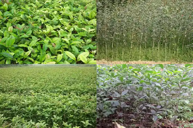 盆栽八月桂花的养护与管理方法1688862177167