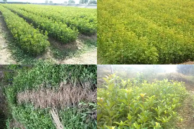 桂花树售卖搞笑段子文案怎么写啊1686617255588