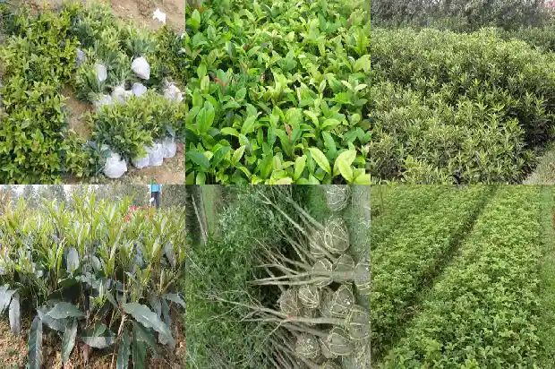 桂花的文案搞笑短句1686617278552