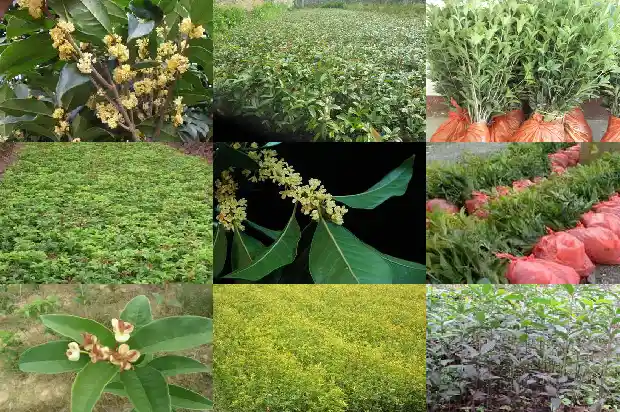桂花的文案搞笑短句1686617278600