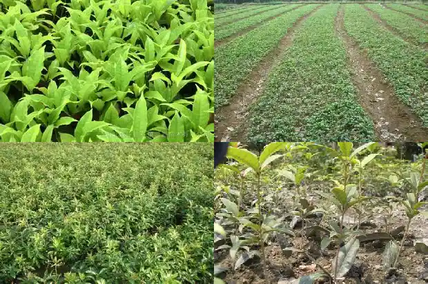 桂花花语文案1686617294931