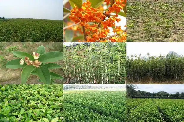 关于桂花文案1686617312705