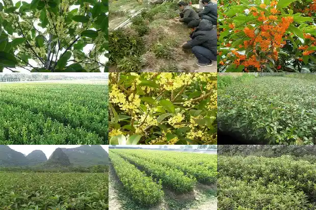 桂花飘香的朋友圈文案1686617360991