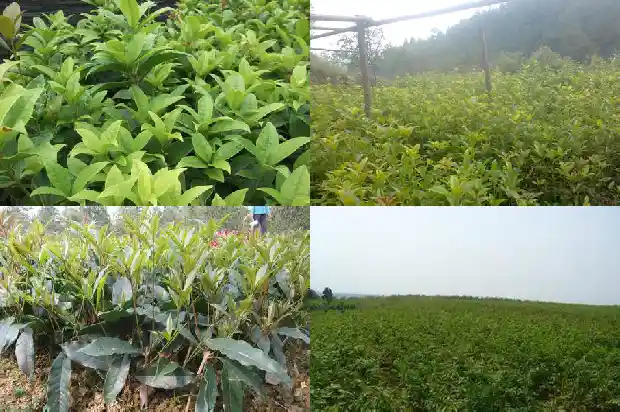 桂花飘香的朋友圈文案1686617361039