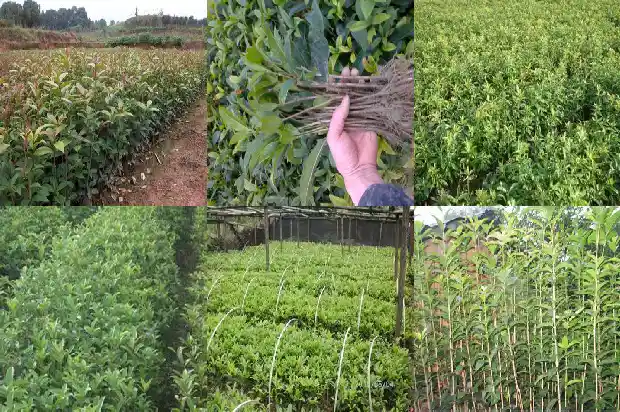 桂花飘香的朋友圈文案1686617361087