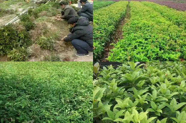 桂花的文案短句1686617369475