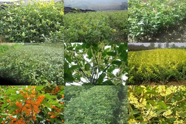 桂花文案短句干净治愈1686617382282