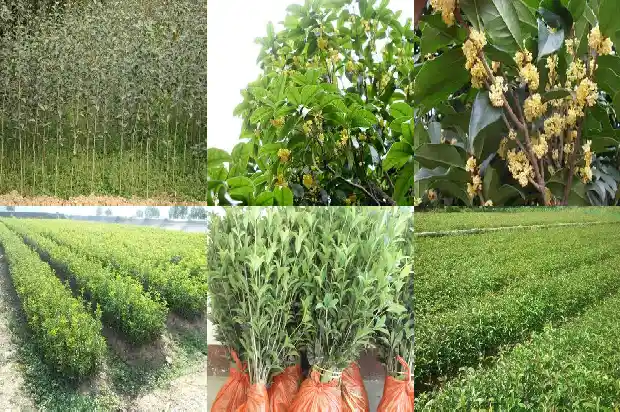 桂花文案短句干净治愈1686617382330