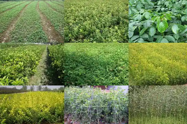 桂花文案短句干净治愈1686617382378