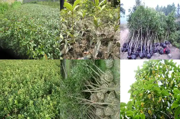桂花文案短句干净治愈1686617382424