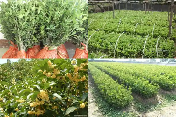 天香台阁桂花特征1690072563120