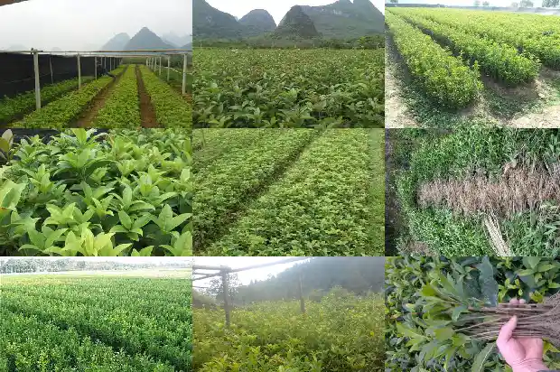 桂花树嫁接与不嫁接的区别1690417933517