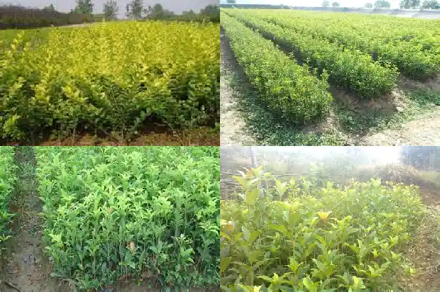 关于桂花的文案句子短句1686617406329