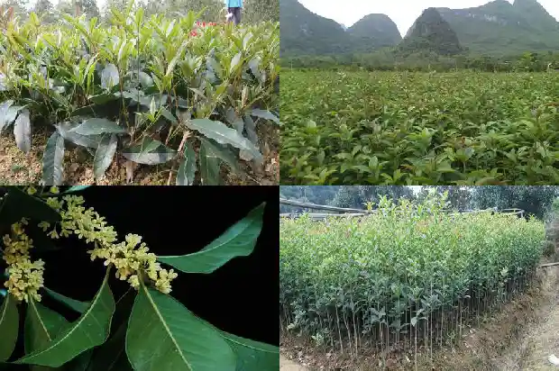 桂花落的文案1686617417004