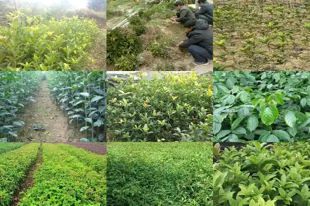桂花落的文案1686617417052
