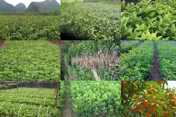 摘桂花的文案怎么写1686617426867