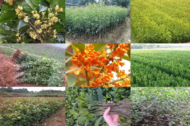 采桂花的文案1686617436183