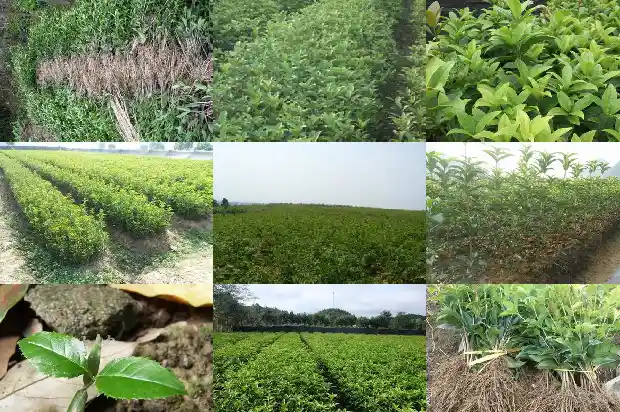 桂花可以配红茶喝吗1689577136645