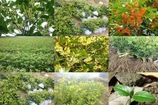 庭院适合种桂花吗1688432652805