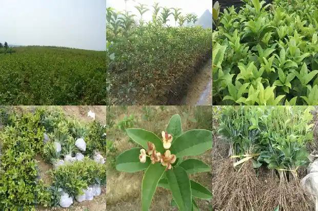 15公分桂花树的价格是多少钱一棵1690157826290