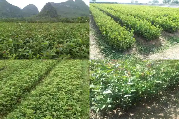 桂花一段话100字1686617467992