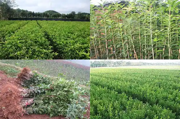 桂花的花是什么形状的1688690027225