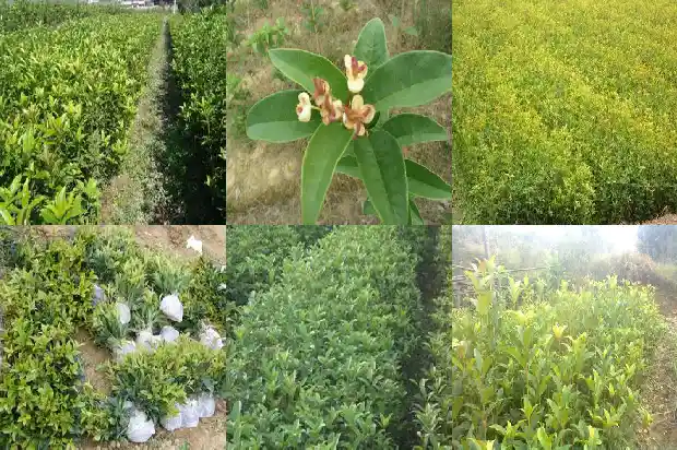 桂花一段话100字1686617468134