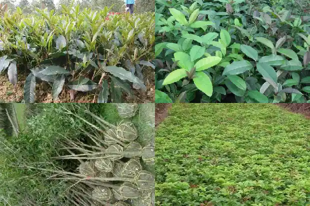桂花配黑茶有什么功效和作用呢1689381763614