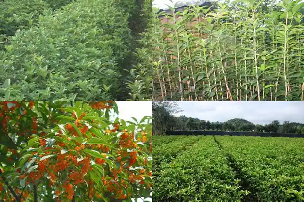 关于桂花的句段1686617522907