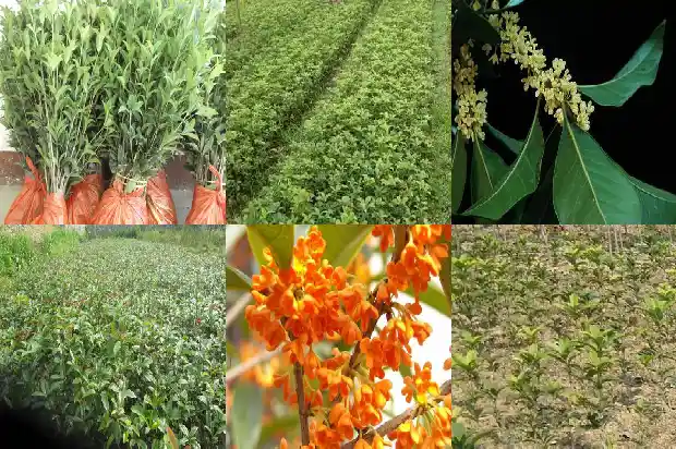 关于桂花的一段话100字1686617534601
